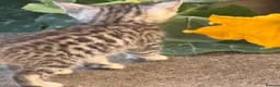 Mixed Breed cats for sale: Mix Bengal  - Advert 8