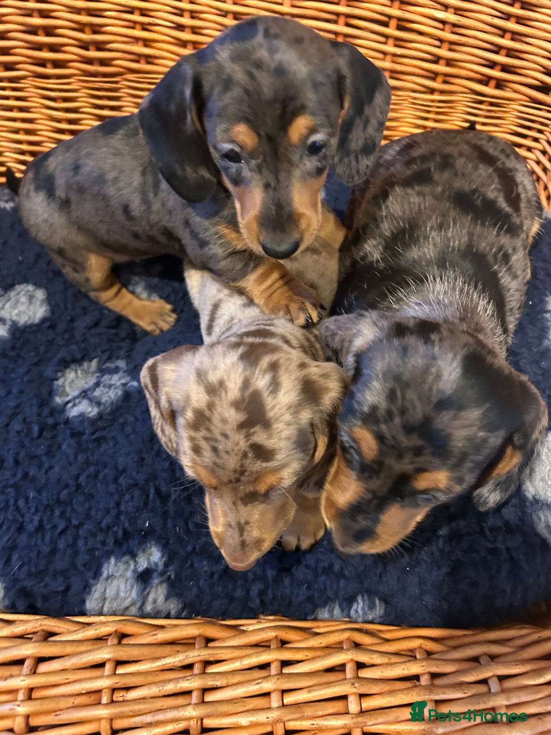Miniature Dachshund dogs for sale: Stunning Miniature Smooth Dachshunds - Image 35