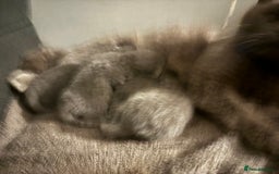 British Shorthair cats for sale: Still available male BSH kitten, Ready now!!! - Image 6