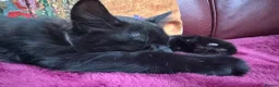 Mixed Breed cats for sale: Stunning kittens 🐈‍⬛  - Advert 19
