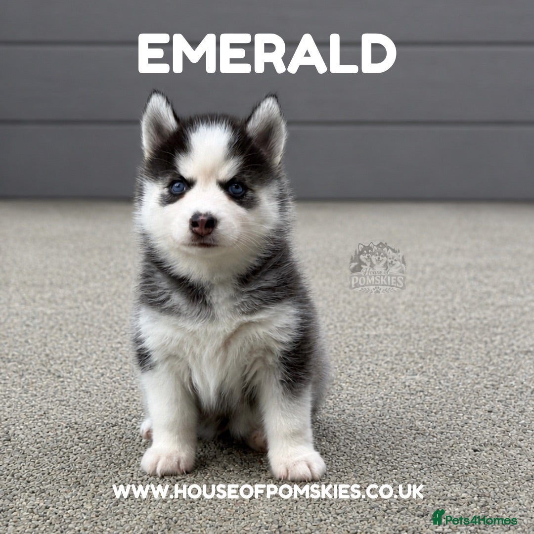Pomsky dogs F3 Pomsky Puppies - all blue eyed  - Advert 2