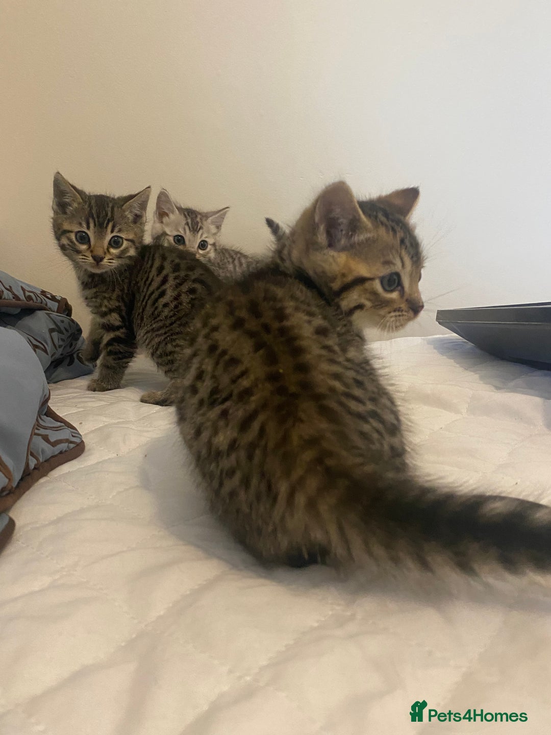 Mixed Breed cats for sale: Ragdol x bengal  - Advert 11