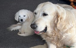 Golden Retriever dogs for sale: Beautiful golden retriever girl  - Image 6