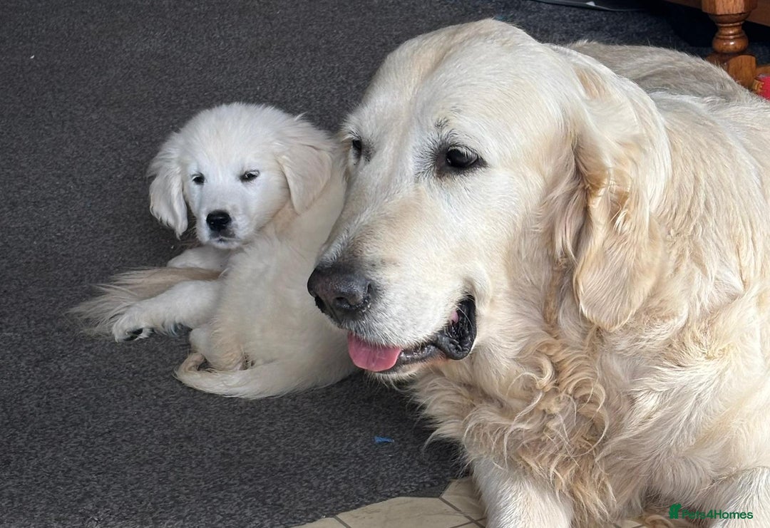 Golden Retriever dogs for sale: Beautiful golden retriever girl  - Image 6