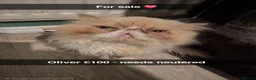 Persian cats for sale: Adult persian cats for sale - Advert 4