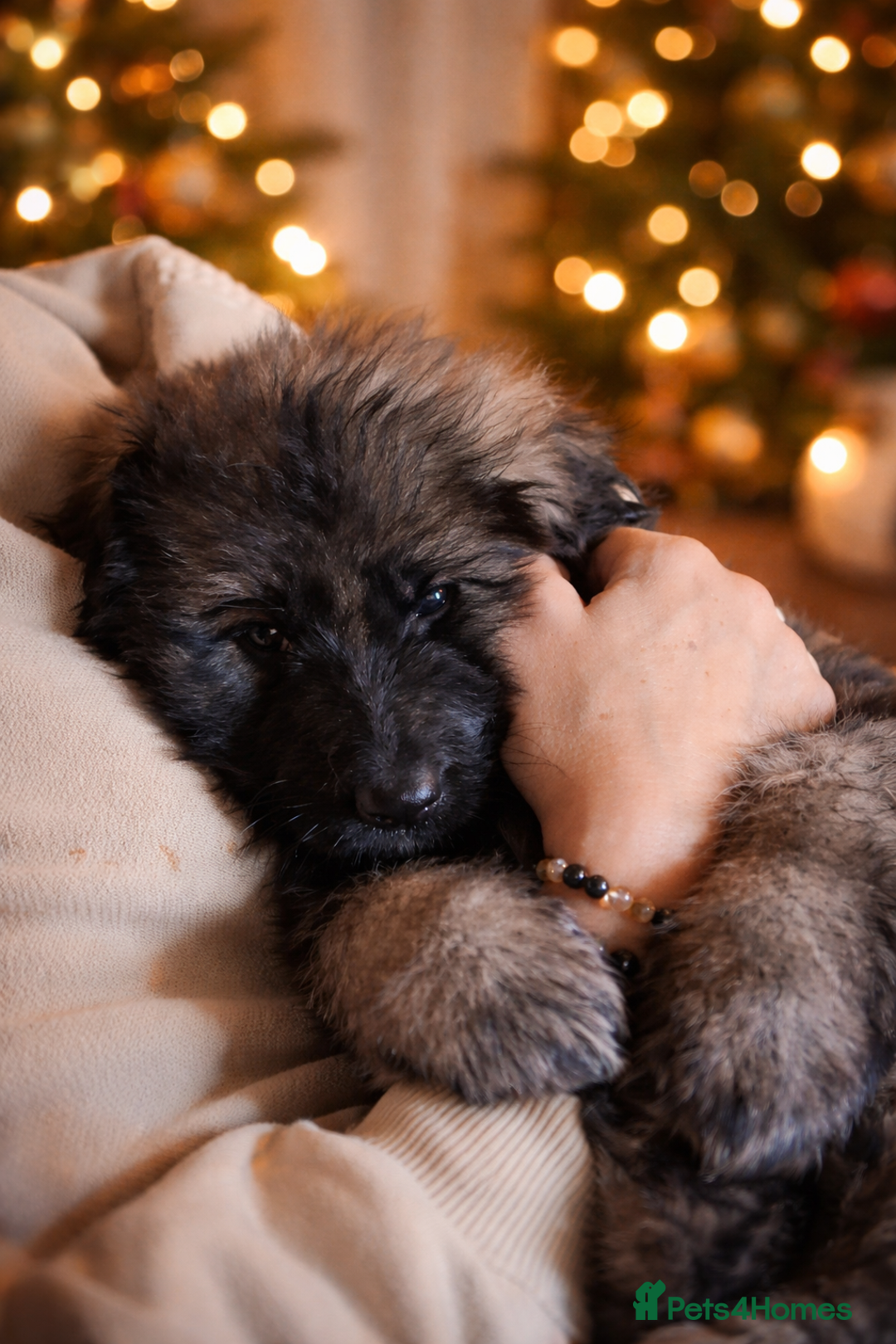 German Shepherd dogs for sale: 3 girls, long coat, STRAIGHT BACK silver sable GSD - Advert 2