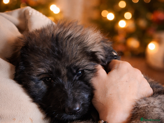 German Shepherd dogs 3 girls, long coat, STRAIGHT BACK silver sable GSD - Advert 2