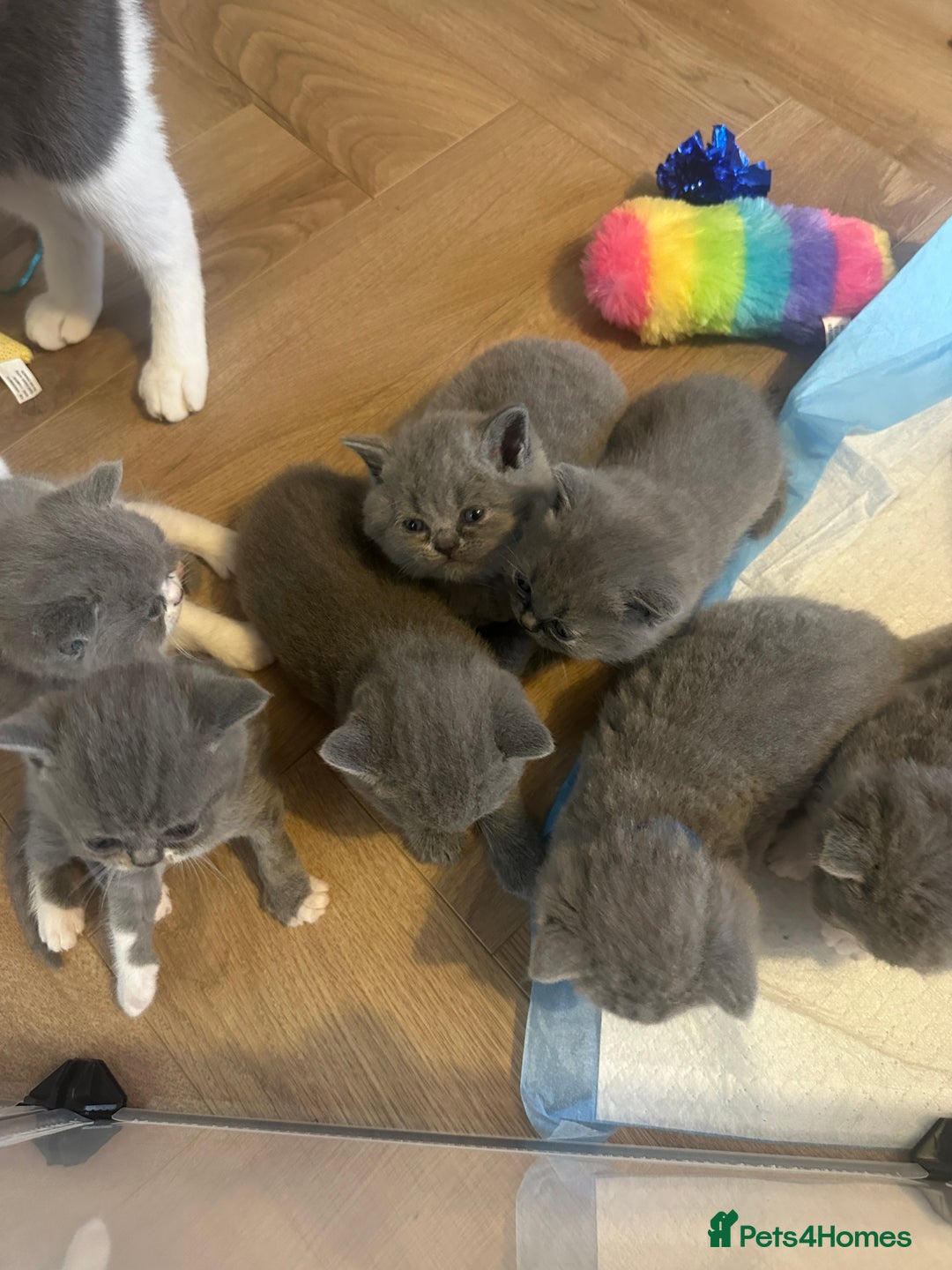 British Shorthair cats for sale: BEAUTIFUL BRITISH SHORTHAIR KITTENS - Image 4