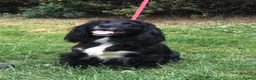 Cocker Spaniel dogs for sale: Gorgeous little working cocker spaniel girl - Advert 10