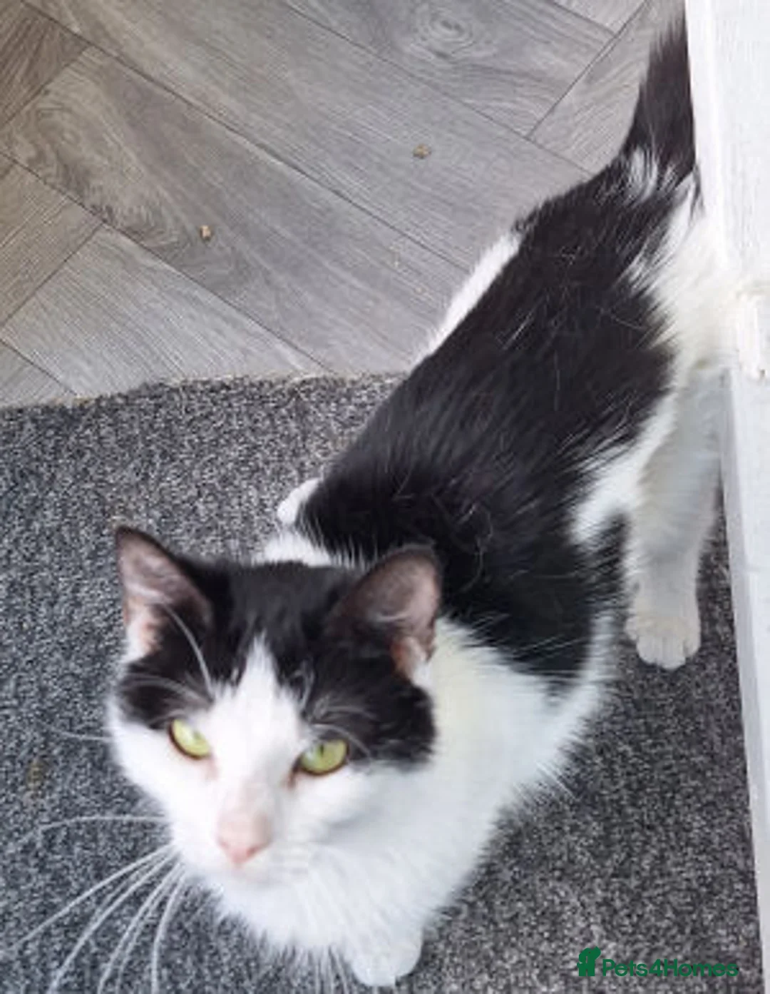 Mixed Breed cats for adoption: KAYE. - Advert 6