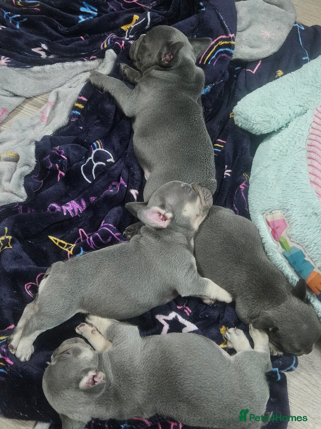 French Bulldog dogs for sale: French bulldog frenchie puppies  - Advert 2