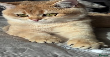 British Shorthair cats in Basildon - Advert 14