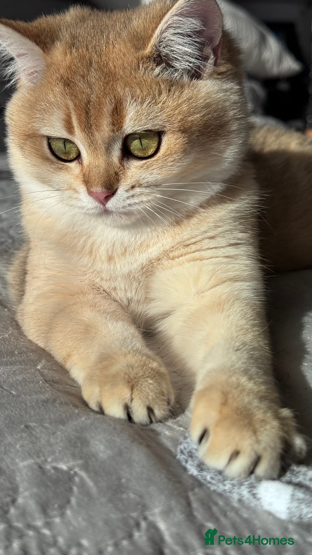 British Shorthair cats for sale: BSH GCCF NY12 Golden black tipped one girl left  in Basildon - Advert 10