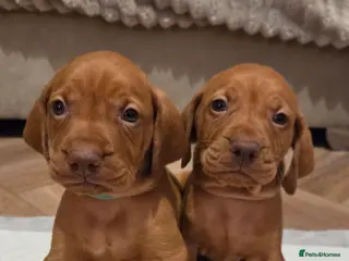 Hungarian Vizsla dogs 🧡 Hungarian Vizslas. Exceptional pedigrees 🧡 - Advert 13