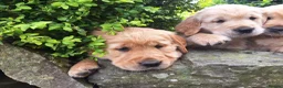 Golden Retriever dogs for sale: Beautiful litter of Golden Retriever puppies 🐶  - Advert 17
