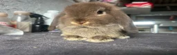 Mini Lop rabbits for sale: Pure mini lop  - Advert 1
