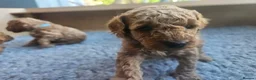 Toy Poodle dogs for sale: Stunning  Red Toy Poodle Pups  in Canterbury - Advert 5