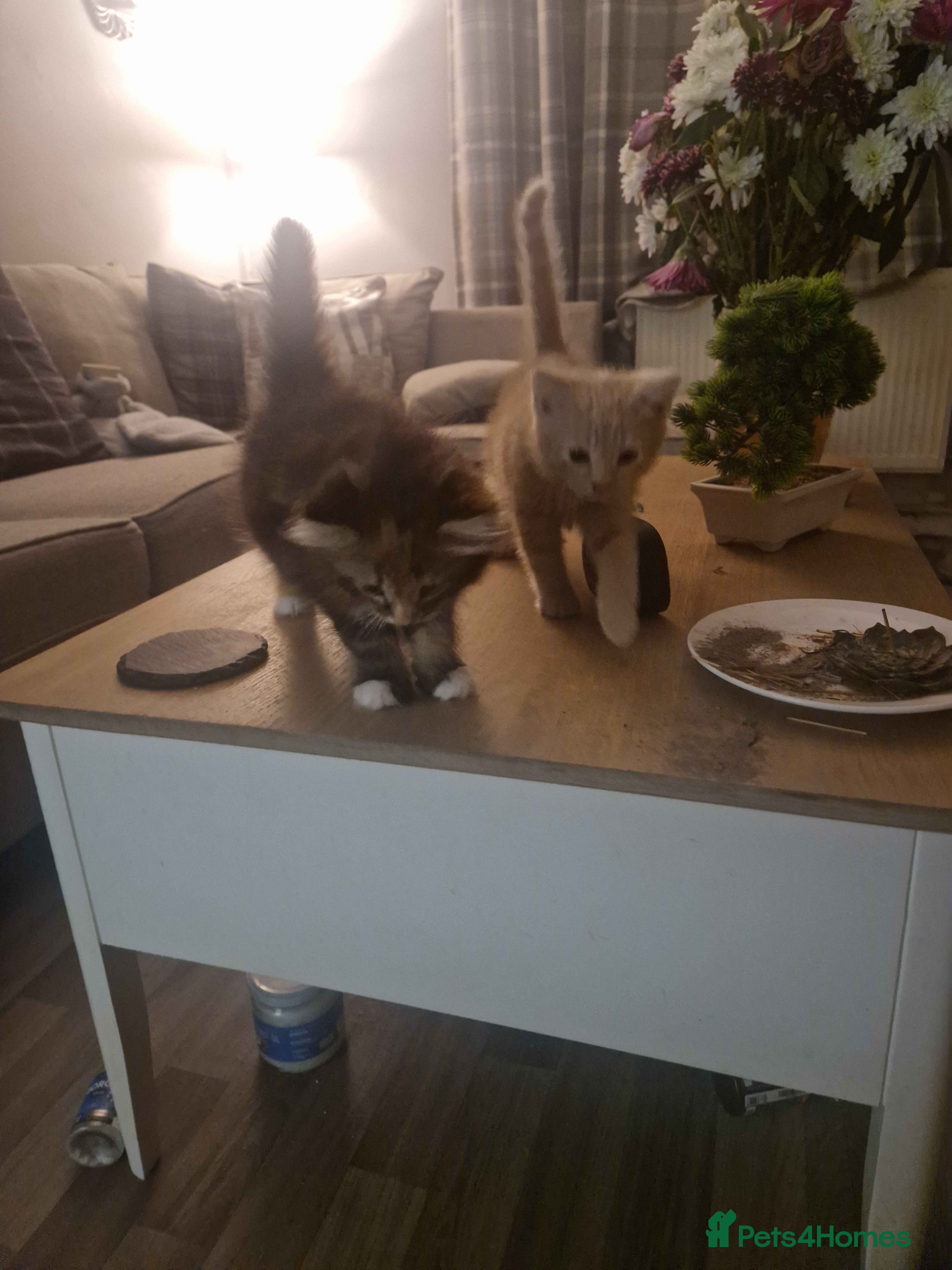 Mixed Breed cats 2 Male Gingers and 1 female Mixed £50 Each - Advert 1