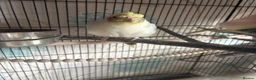 Cockatiels birds for sale: Two cockatiels bonded  in Edinburgh - Advert 5