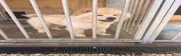 Mixed Breed dogs for sale: Chowski - Advert 1