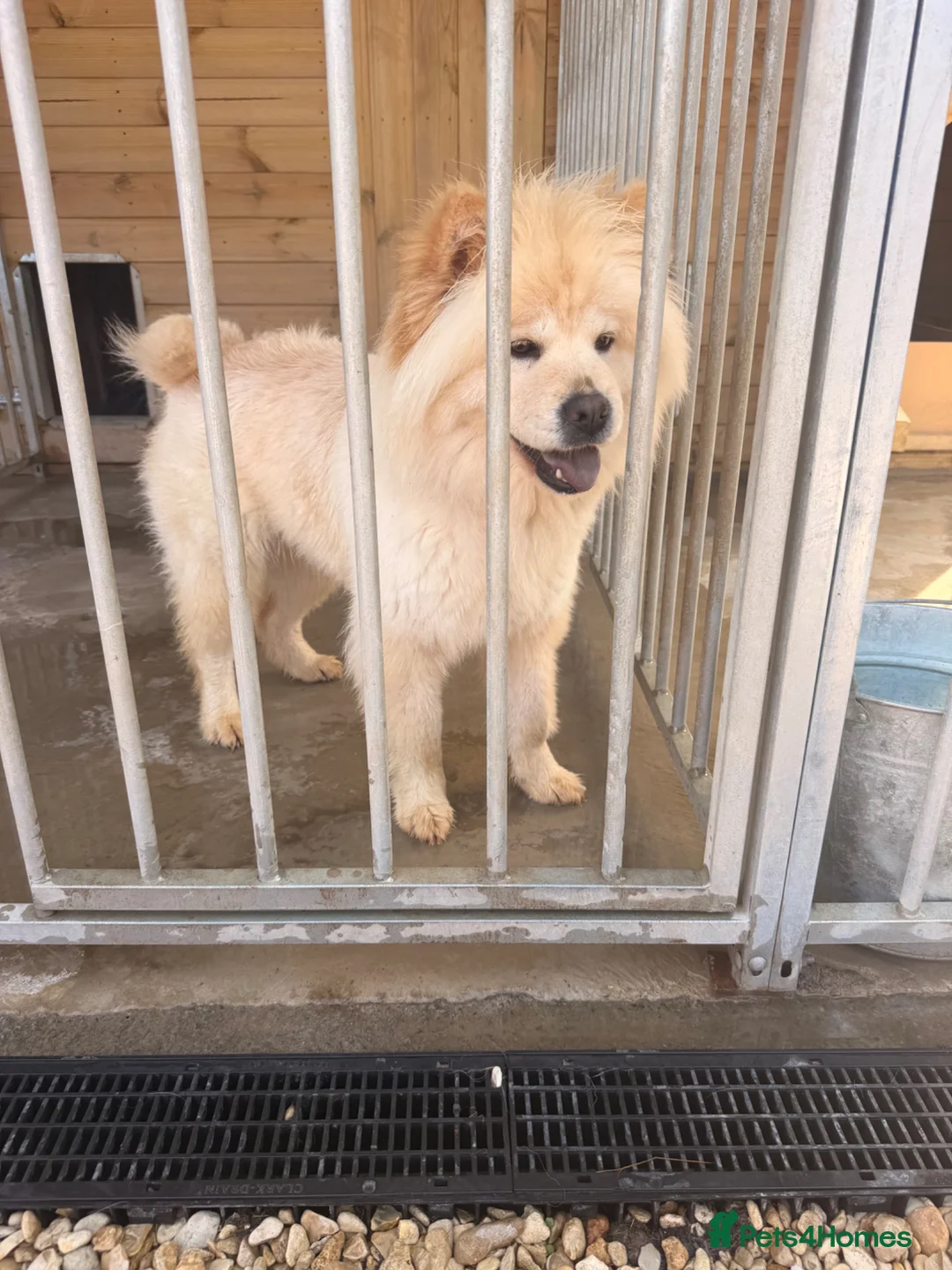 Mixed Breed dogs for sale: Chowski - Advert 1