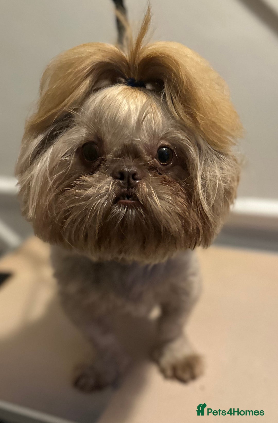 Shih Tzu dogs for stud: KC Lilac Imperial Shih Tzu for Stud in Chislehurst - Advert 2