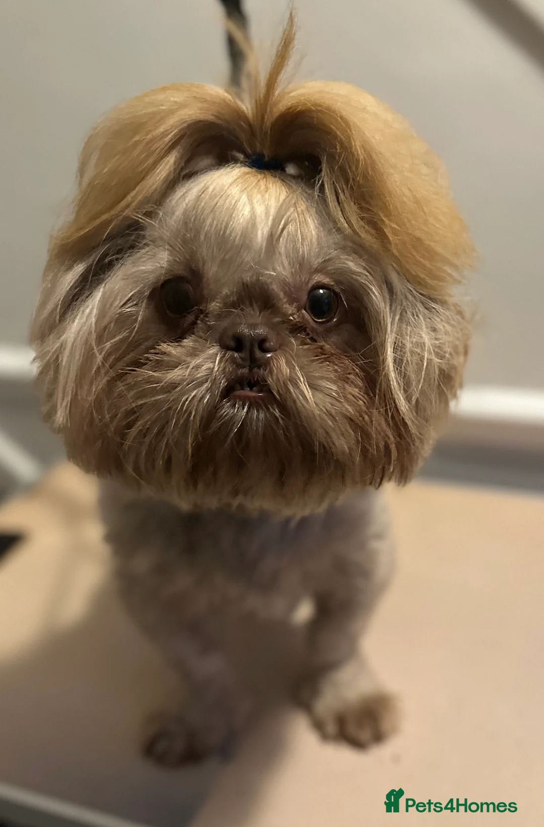 Shih Tzu dogs for stud: KC Lilac Imperial Shih Tzu for Stud in Chislehurst - Advert 2