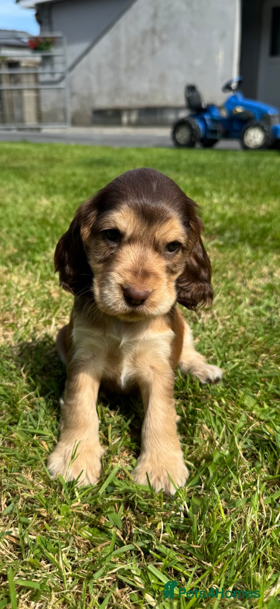 Cocker Spaniel Puppy 5