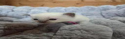 Ragdoll cats for sale: 4 Beautiful Ragdoll kittens, 2 Seal, 2 Lilac - Advert 24