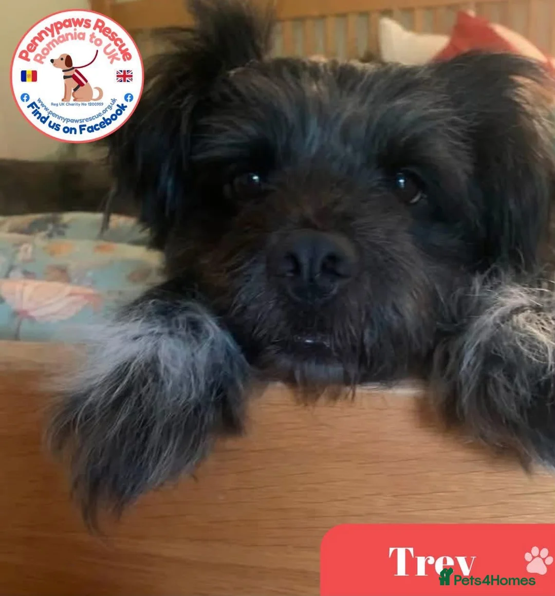 Mixed Breed dogs for adoption: Trev for adoption 4 years old  - Advert 1