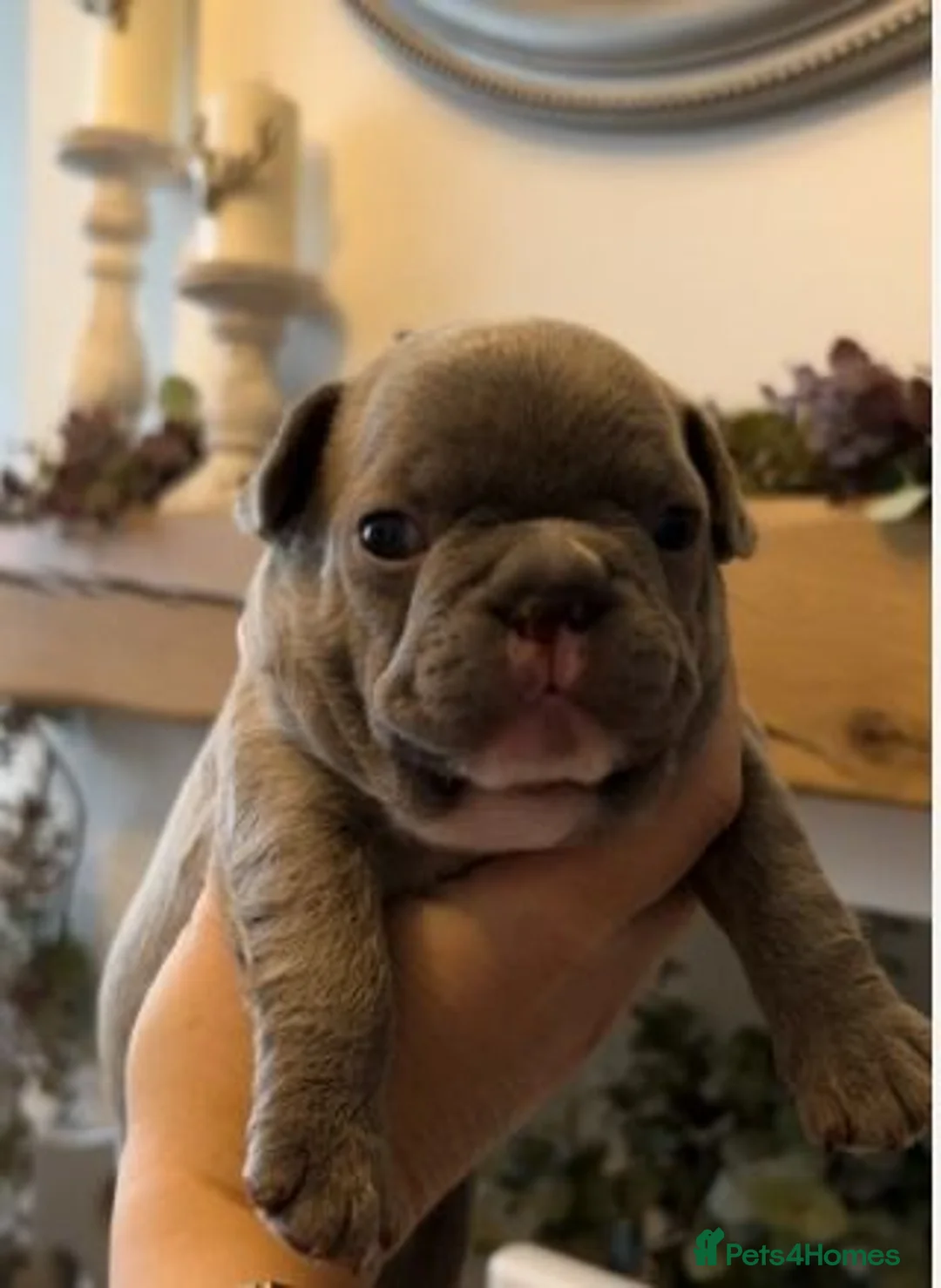 French Bulldog dogs for sale: Beautiful Litter of French Bulldog Pups for Sale in London - Advert 1