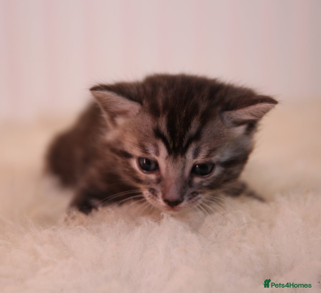 Bengal cats for sale: Adorable Snow / Charcoal Bengal kittens for sale - Advert 28