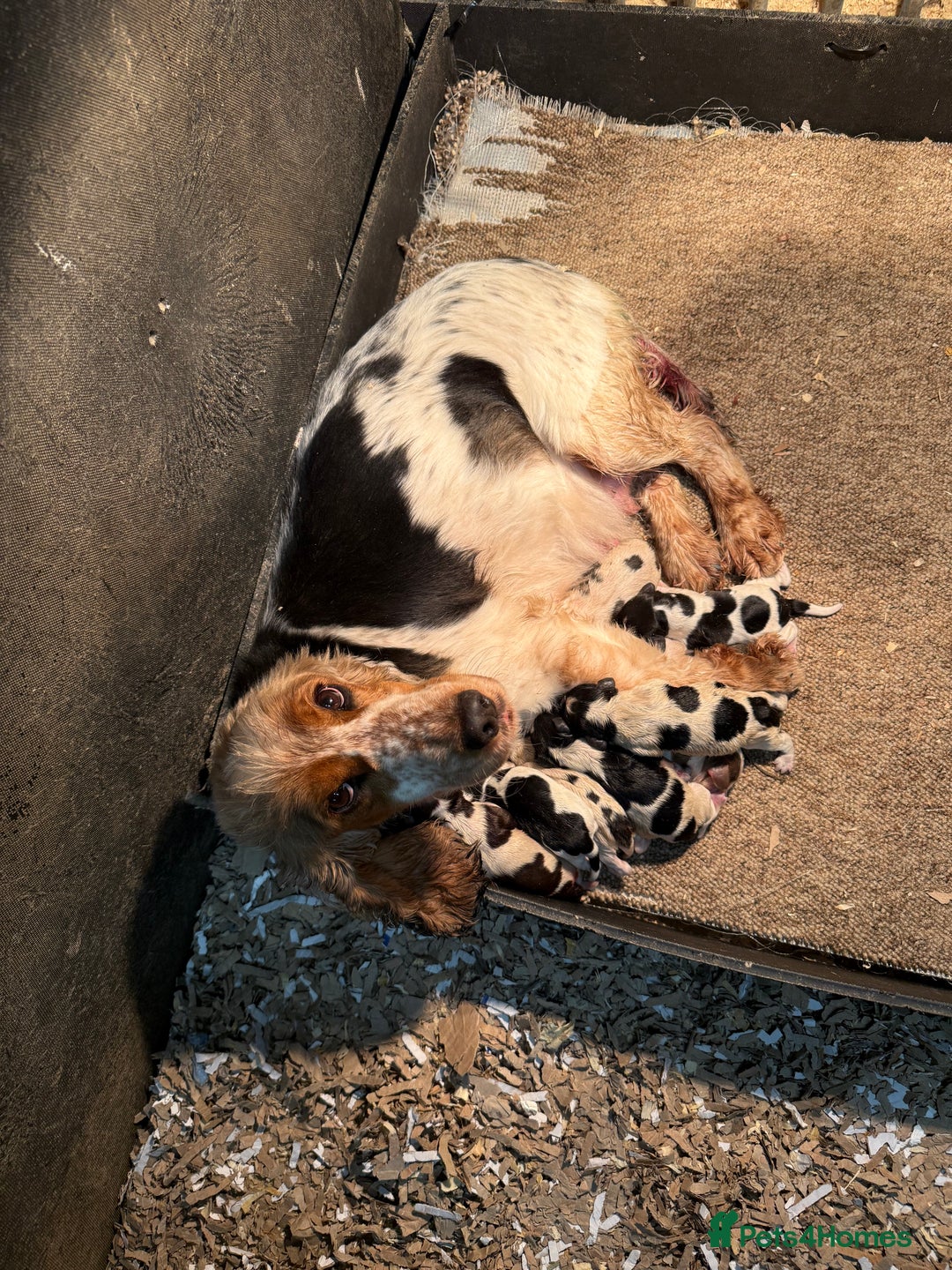 Cocker Spaniel dogs for sale: KC Registered Show Type Cocker Spaniels - Image 10