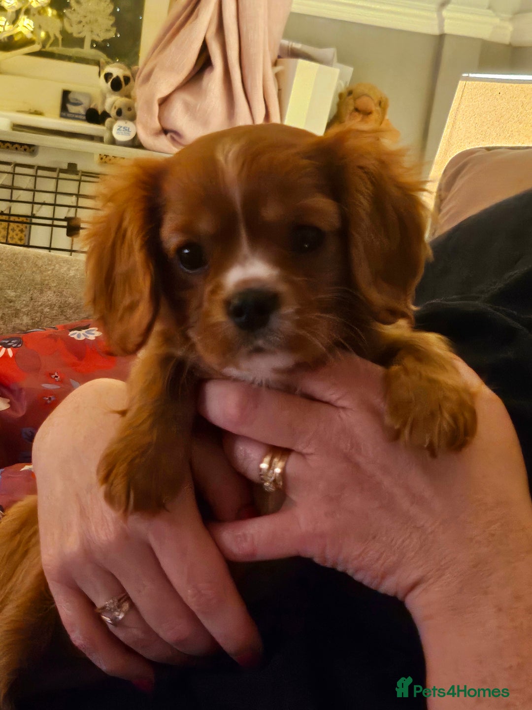Cavalier King Charles Spaniel dogs for sale: Cavalier king charles puppys READY NOW pedigree KC - Advert 3