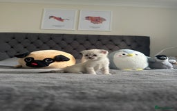Scottish Fold cats for sale: Adorable playful scottish fold kittens  - Image 18