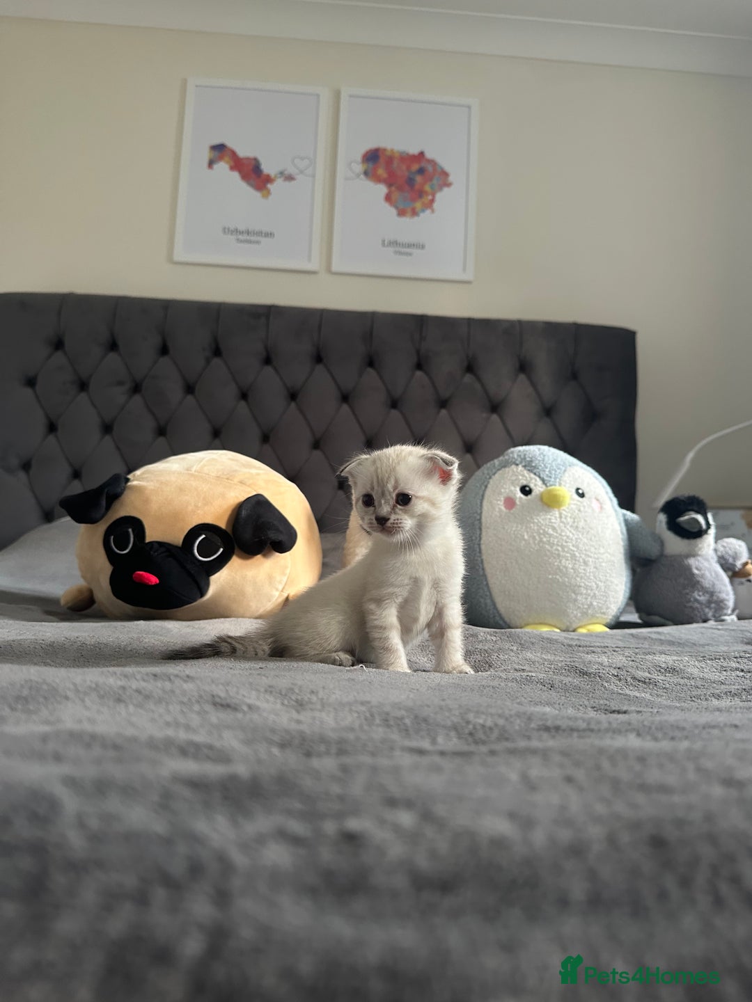 Scottish Fold cats for sale: Adorable playful scottish fold kittens  - Image 18