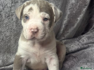 Neapolitan Mastiff dogs 💙 Neapolitan Mastiff Puppies champion bloodline💙 - Advert 3