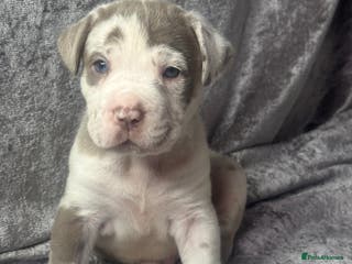 Neapolitan Mastiff dogs 💙 Neapolitan Mastiff Puppies champion bloodline💙 - Advert 2