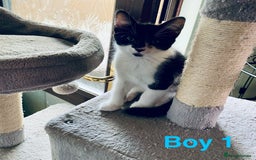 Domestic Shorthair cats for sale: Cute kittens for sale - Image 1
