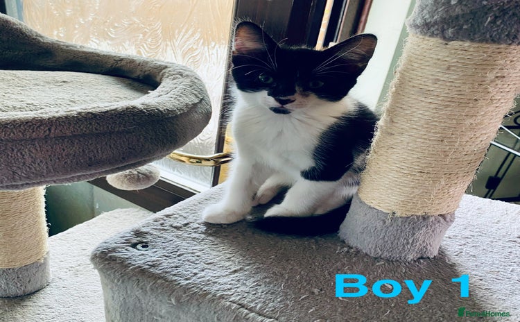 Domestic Shorthair cats - Advert 4