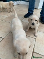 Mixed Breed dogs Lab cross Golden Doodles - Advert 2