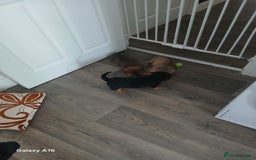 Mixed Breed dogs for sale: F1 Rottweiler x jack Russel  - Image 1