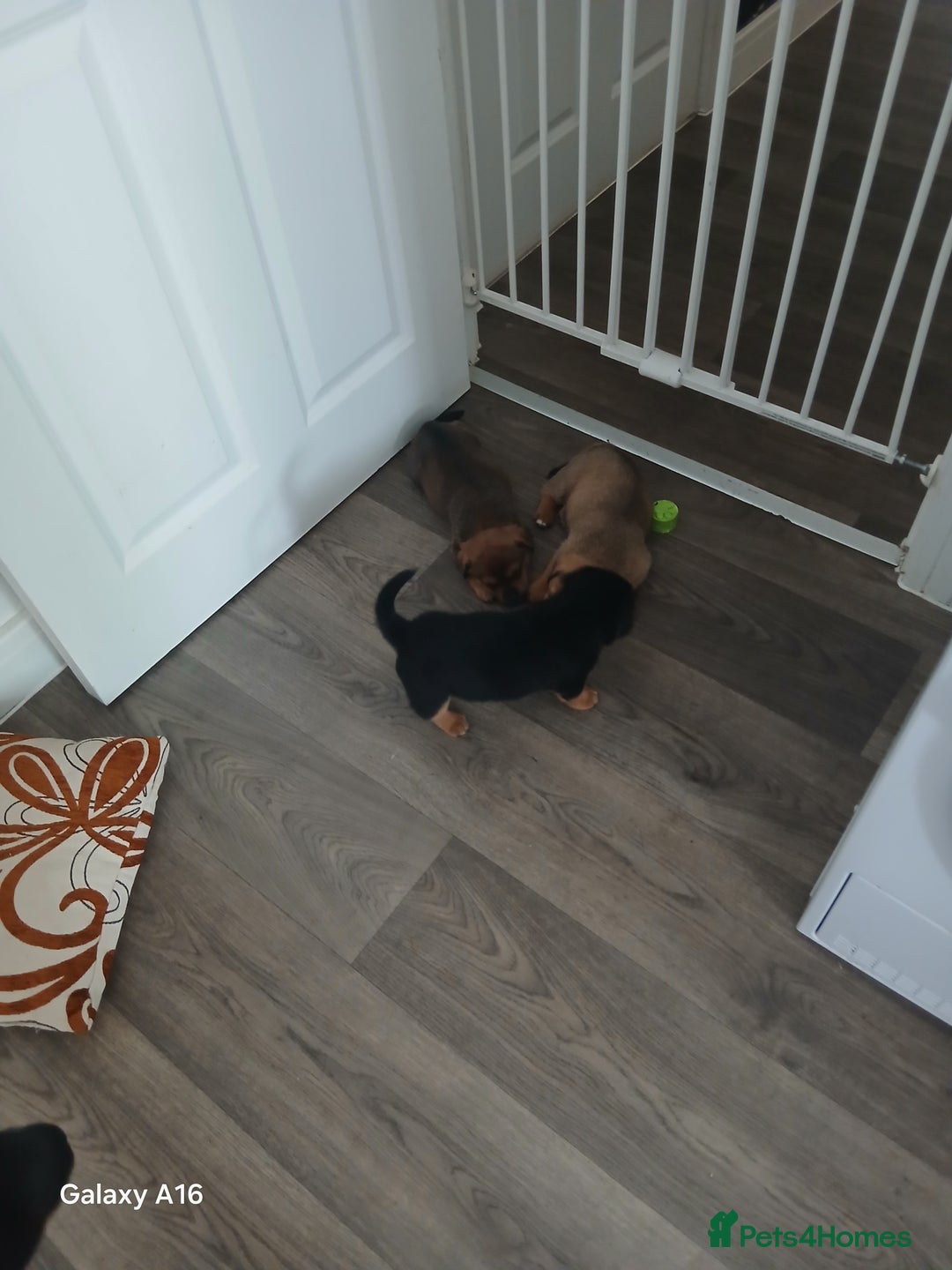 Mixed Breed dogs for sale: F1 Rottweiler x jack Russel  - Image 1