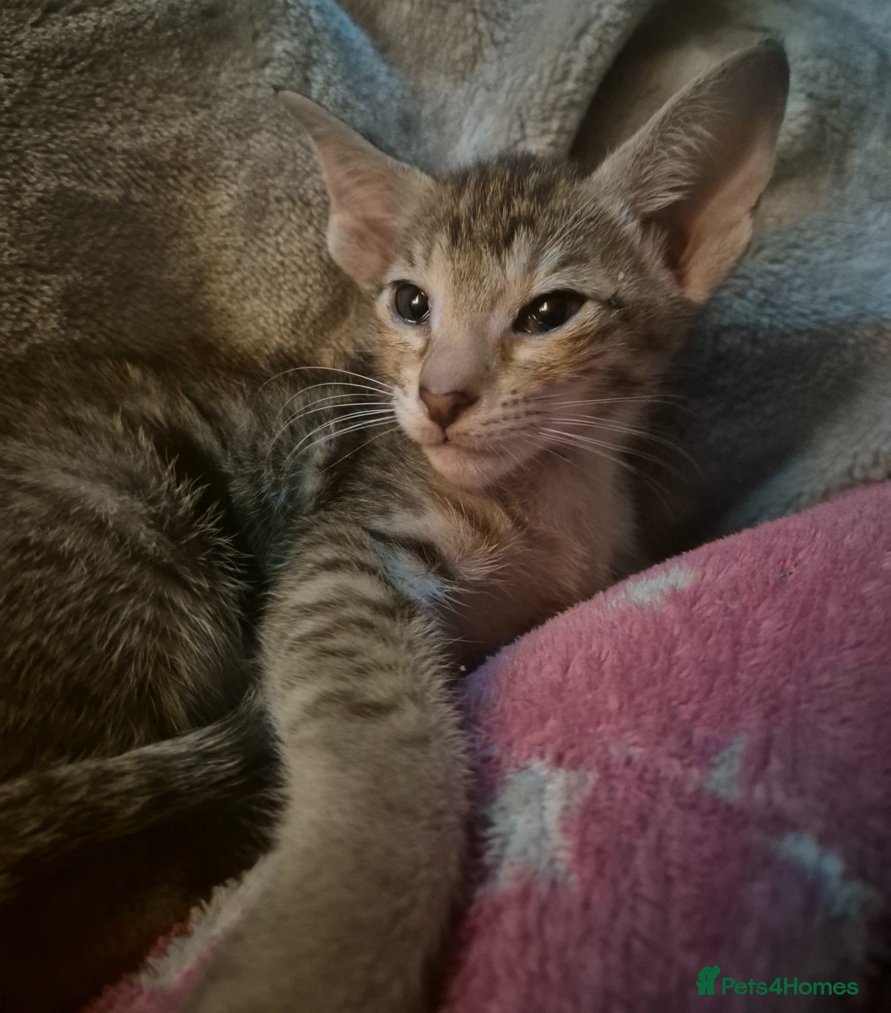 Oriental cats Pedigree Oriental kittens ( only 2 remaining ) - Advert 10