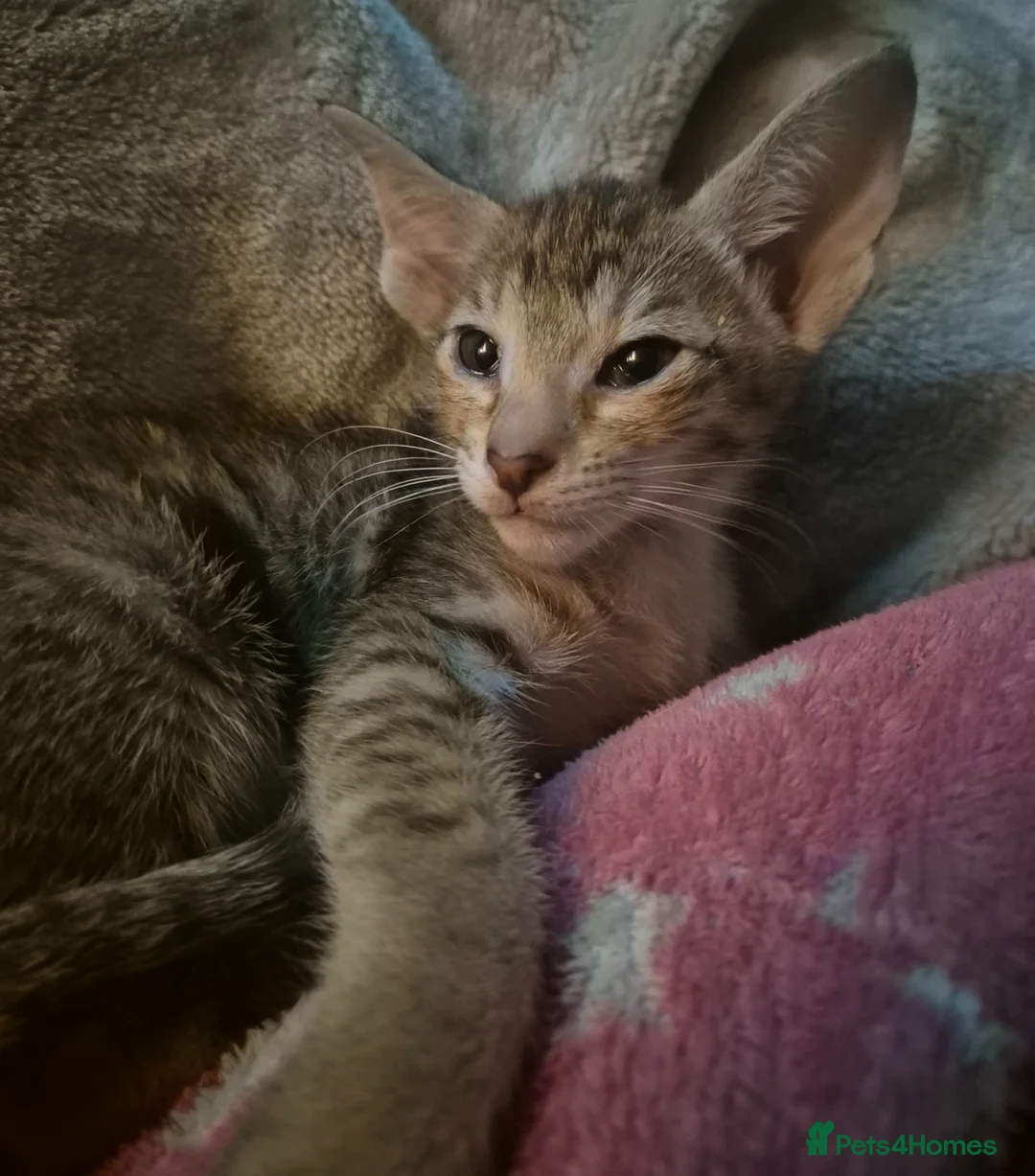 Oriental cats for sale: Pedigree Oriental kittens ( only 1 remaining ) - Advert 2