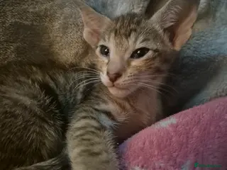 Oriental cats Pedigree Oriental kittens ( only 2 remaining ) - Advert 10