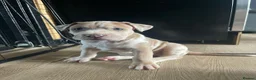 Bandog dogs for sale: Bandog x Bulldog puppies in Watford - Advert 17
