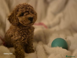 Cavapoo dogs 🧸 5 Cavapoo Puppies Oxfordshire 🧸 - Advert 2