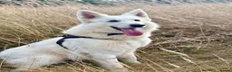 White Swiss Shepherd dogs for sale: Gorgeous wss papered European lines in Ilminster - Advert 3