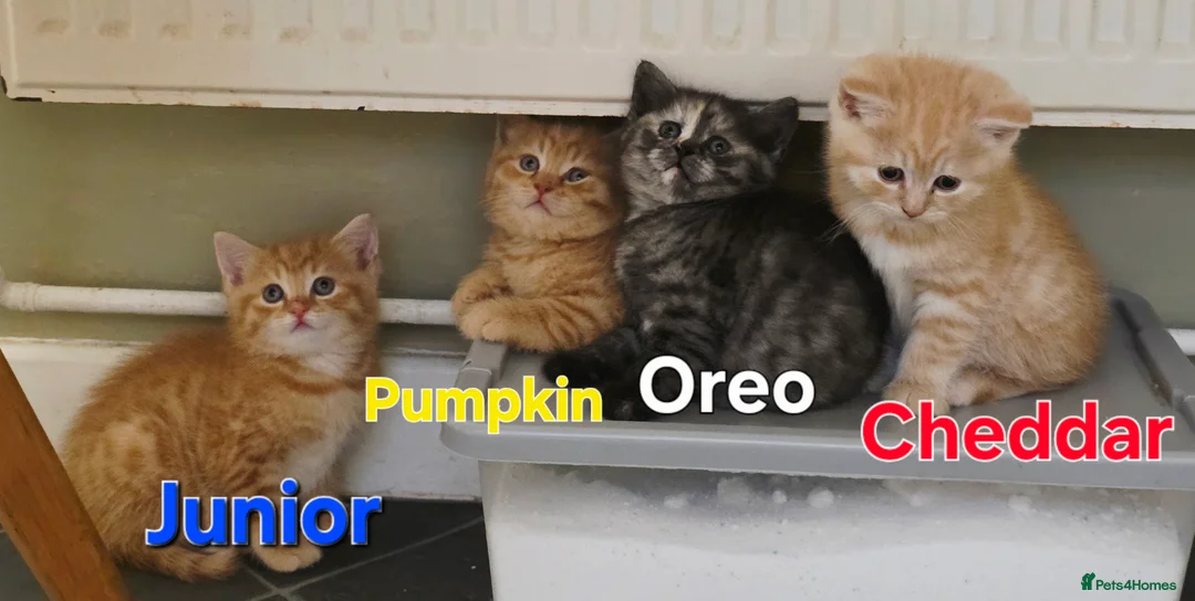 Mixed Breed cats for sale: BSH&domestic/maincoon - Advert 1